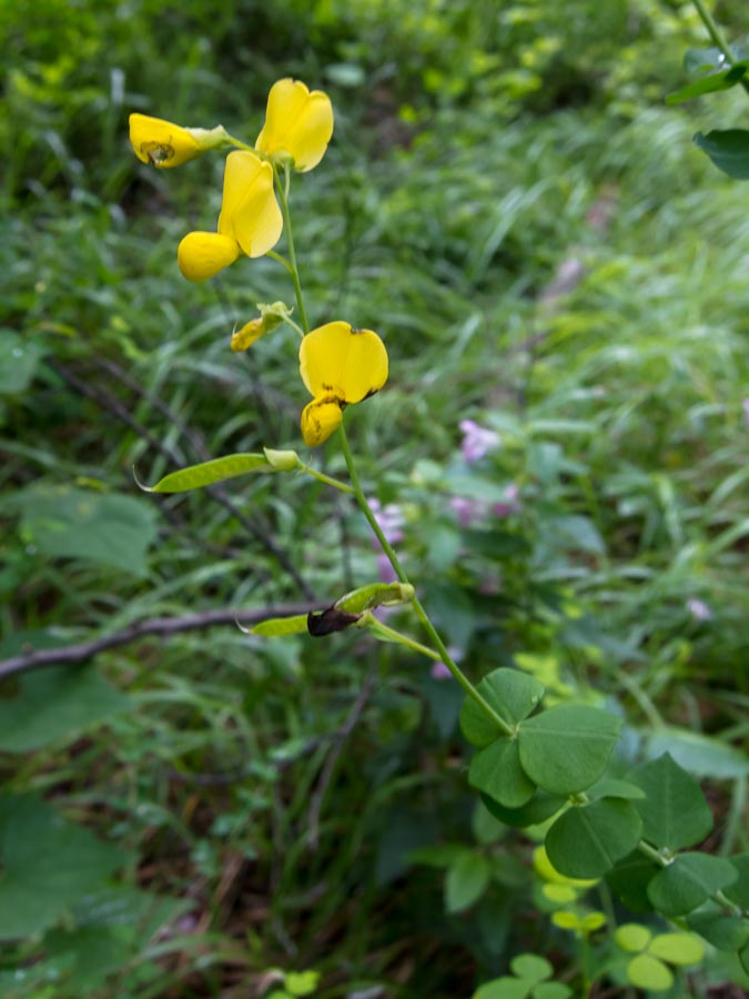 Cytisophyllum sessilifolium / Citiso a fg. sessili